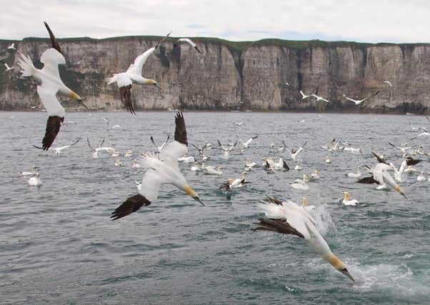 People have the chance to join Steve Race, Yorkshire Coast Nature’s award-winning wildlife photographer, on a four-hour photography experience underneath the amazing seabird colonies.