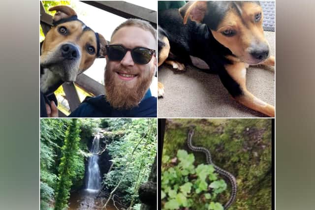 Adam Lane was out for a walk at Falling Foss, near Whitby, when an adder bit his dog Enzo.