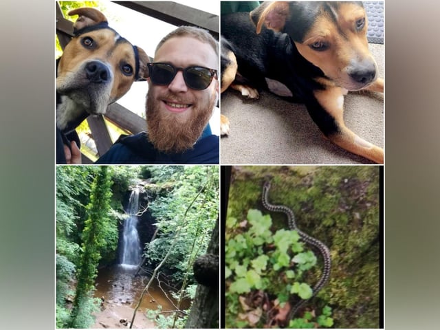 Adam Lane was out for a walk at Falling Foss, near Whitby, when an adder bit his dog Enzo.