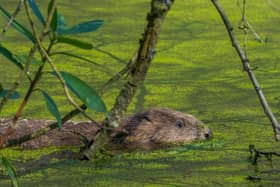 Beaver in Cropton Forest: - Pic credit: Sam Oaks - Forestry England