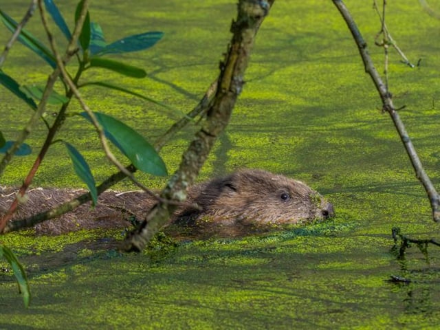 Beaver in Cropton Forest: - Pic credit: Sam Oaks - Forestry England
