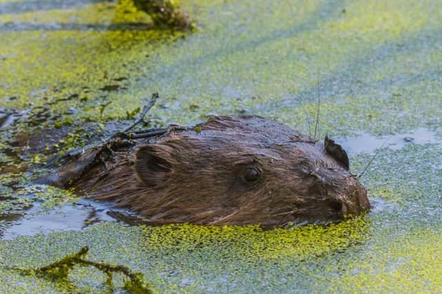 Close up of a male beaver - Pic: Sam Oaks - Forestry England