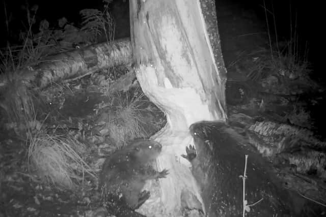 Beaver kits can be seen in the videos - copyright: Forestry England