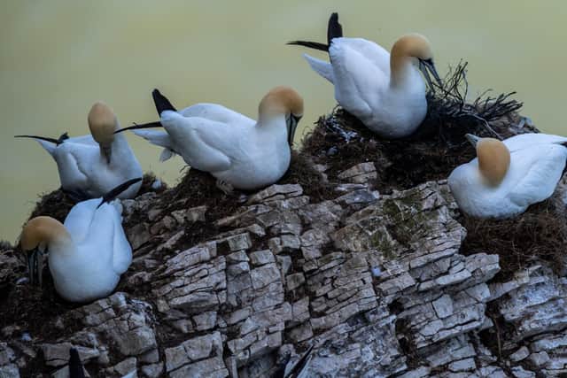 Police officers are asking people to keep a safe distance from the base of the cliffs (more than 100 metres) and if any seabirds respond to your presence move away quietly.
