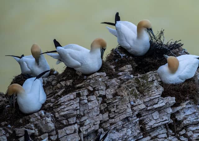 Police officers are asking people to keep a safe distance from the base of the cliffs (more than 100 metres) and if any seabirds respond to your presence move away quietly.