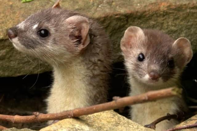 Wildlife artist Robert E Fuller has been filming the new family of stoats in his garden.