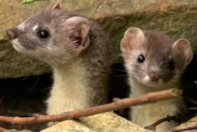 Wildlife artist Robert E Fuller has been filming the new family of stoats in his garden.
