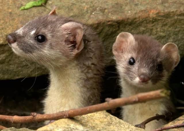 Wildlife artist Robert E Fuller has been filming the new family of stoats in his garden.