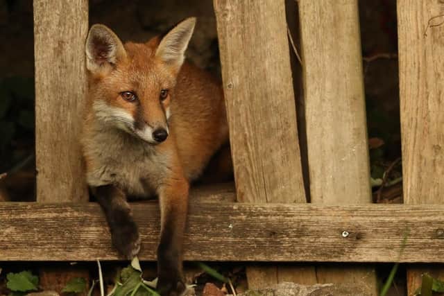 Wildlife artist Robert E Fuller has been following foxes around York for his latest film.