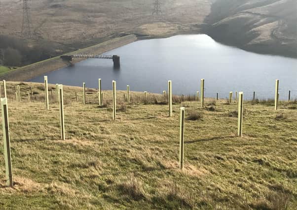 Yorkshire Water's tree planting at Gorpley in partnership with the Woodland Trust. Photo submitted