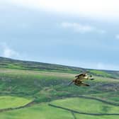 Curlew at Farndale.
