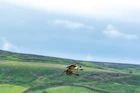 Curlew at Farndale.