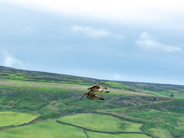 Curlew at Farndale.