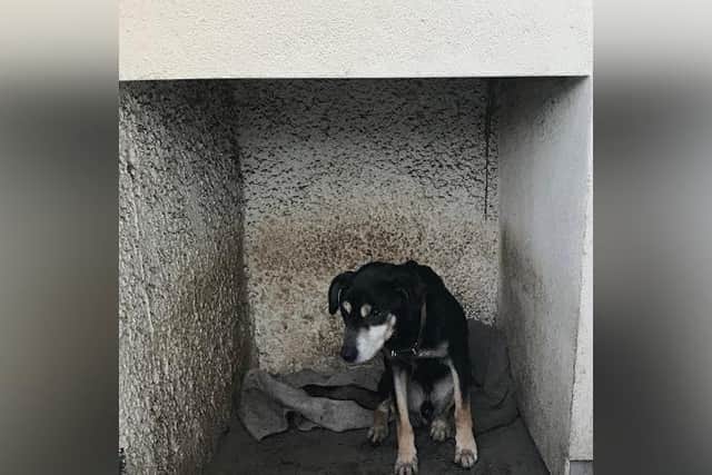 Bill was found lying on a wet blanked in an exposed porch after being assumed dead.