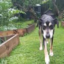 15-year-old Bill has undergone multiple surgeries and months of rehabilitation and has now been rehomed.