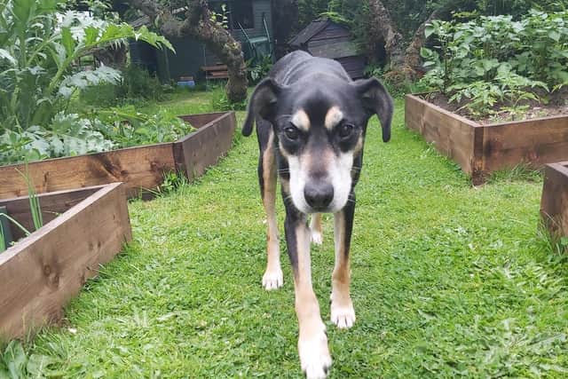 15-year-old Bill has undergone multiple surgeries and months of rehabilitation and has now been rehomed.