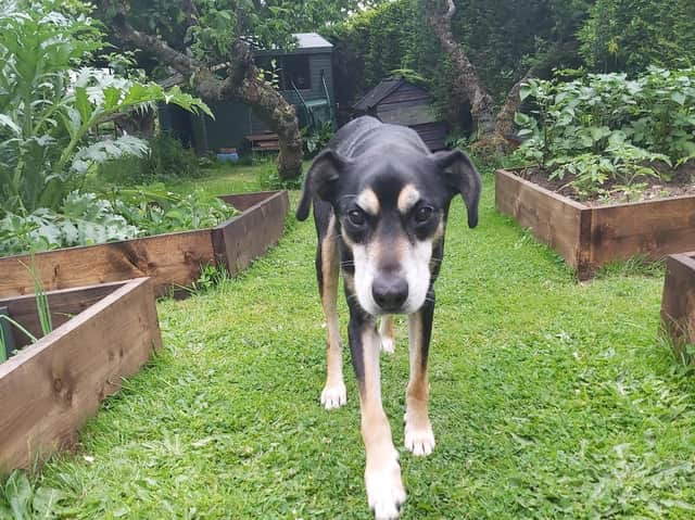 15-year-old Bill has undergone multiple surgeries and months of rehabilitation and has now been rehomed.