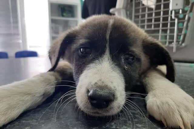 Sukie requires life-saving surgery or faces the possibility of euthanasia.