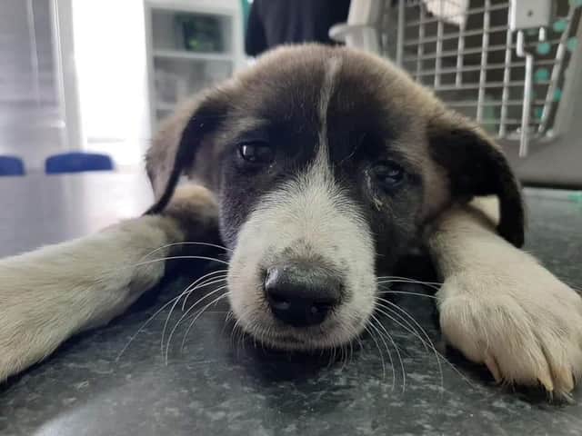 Sukie requires life-saving surgery or faces the possibility of euthanasia.