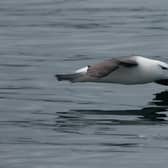 This outstanding photograph of the wayward Black-browed Albatross was snapped by Bridlington-based Chrys Mellor.