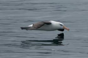 This outstanding photograph of the wayward Black-browed Albatross was snapped by Bridlington-based Chrys Mellor.
