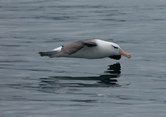 This outstanding photograph of the wayward Black-browed Albatross was snapped by Bridlington-based Chrys Mellor.