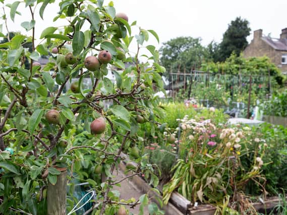 Providing allotments is a statutory obligation for the council and provides a modest income of around £3,000 each year.