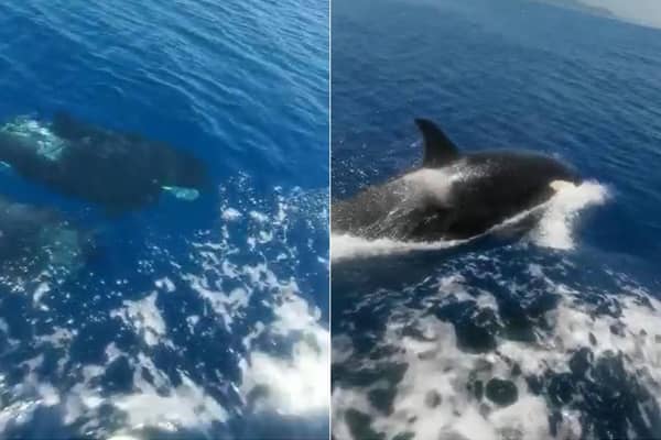 A pod of four killer whales surrounded the yacht and repeatedly "attacked" it. (Photo: Heath Samples)
