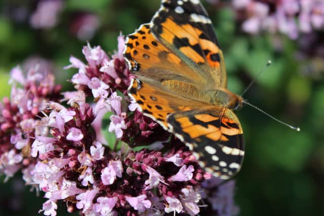 Polly and Chris Myers, of Mansion Cottage in Bempton, are opening their garden for the National Gardens Scheme (NGS), raising money for NGS charities including Macmillan Cancer Relief and Marie Curie Cancer Care.