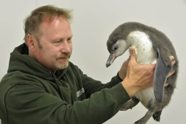 Zookeeper John Pickering is pictured with the new penguin chick. Photo submitted