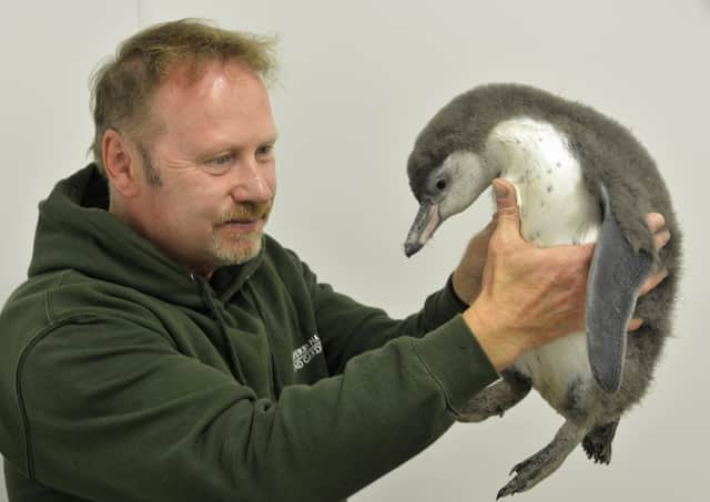 Zookeeper John Pickering is pictured with the new penguin chick. Photo submitted