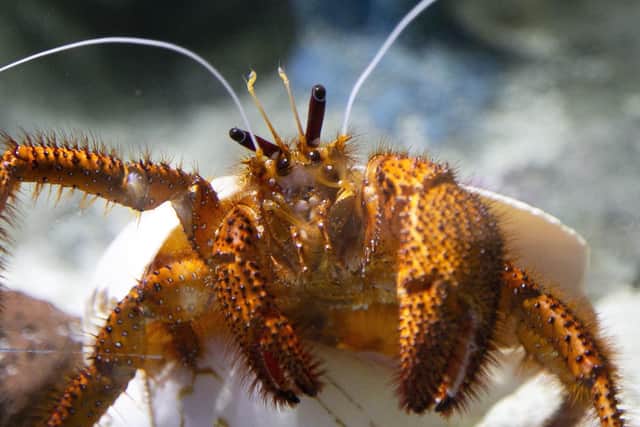 Hermit crabs are "sexually excited" by toxins released by plastic in the ocean, scientists at the University of Hull have found