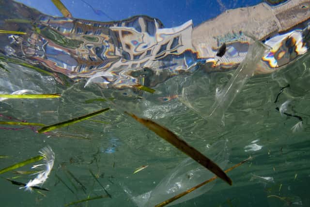 Plastic in the oceans combined with warming temperatures could lead to some species' breeding cycle being interrupted, affecting their reproduction rates