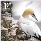 Photographer Tim Slater's image of a gannet, taken on towering chalk cliffs at Bempton, was selected for inclusion on the stamp.
