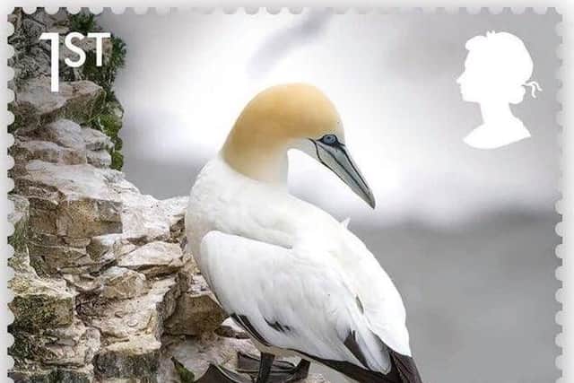 Photographer Tim Slater's image of a gannet, taken on towering chalk cliffs at Bempton, was selected for inclusion on the stamp.