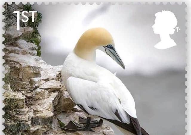 Photographer Tim Slater's image of a gannet, taken on towering chalk cliffs at Bempton, was selected for inclusion on the stamp.