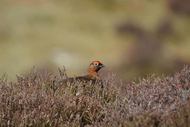 Red grouse.