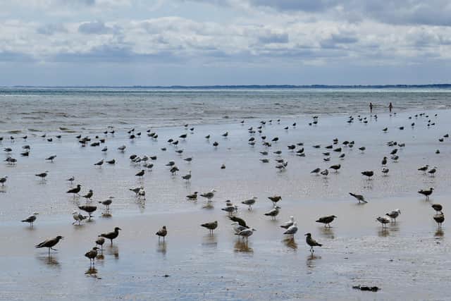 Regular contributor Aled Jones frames a huge flock of gulls on the beach.