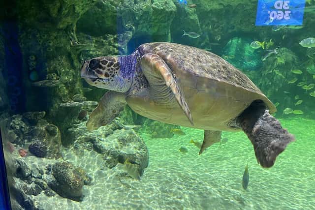 Antiopi at Sealife Brighton. (Merlin Entertainments/ Sealife)