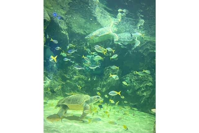 Antiopi at Sealife Brighton with green turtles Lulu and Gulliver. (Merlin Entertainments/ Sealife)
