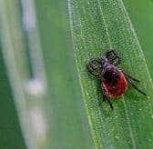 A tick is a small arachnid (related to spiders) that feeds on blood – it can be alarming to find one feeding on your body.