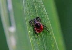 A tick is a small arachnid (related to spiders) that feeds on blood – it can be alarming to find one feeding on your body.