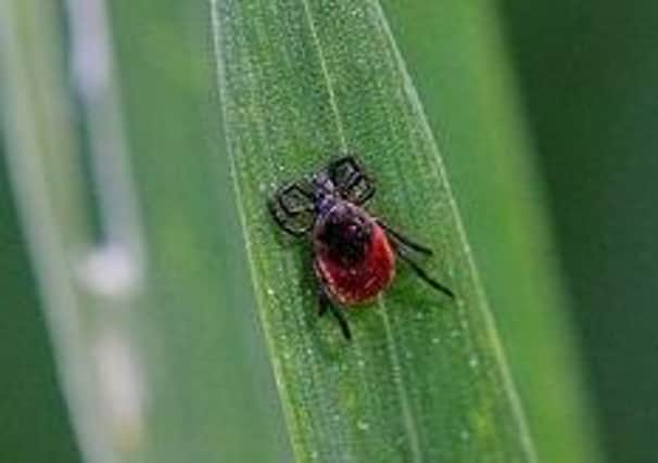 A tick is a small arachnid (related to spiders) that feeds on blood – it can be alarming to find one feeding on your body.