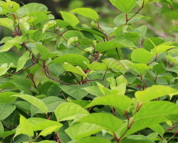 Scientists at the University of Leeds have discovered a possible breakthrough in controlling Japanese knotweed