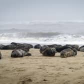 Approaching seals on beaches for photographs can cause distress and even injury if they feel they need to escape, conservationists say