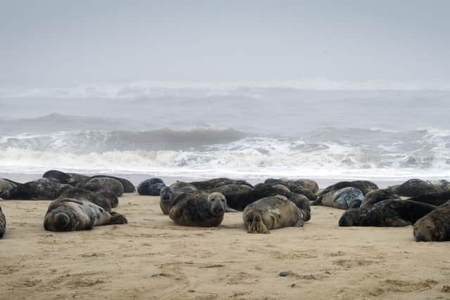Approaching seals on beaches for photographs can cause distress and even injury if they feel they need to escape, conservationists say