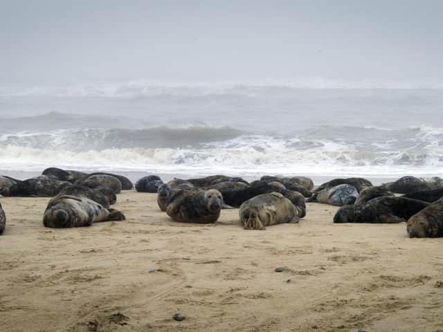 Approaching seals on beaches for photographs can cause distress and even injury if they feel they need to escape, conservationists say