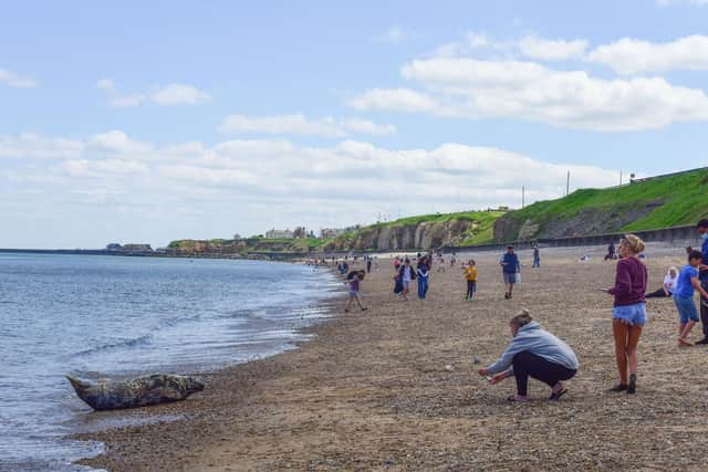 Approaching seals on beaches for photographs can cause distress and even injury if they feel they need to escape, conservationists say