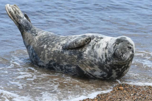 The Yorkshire Seal Group is lobbying for the Government to make it illegal to disturb seals while resting on UK coasts. Photo: JPI Media