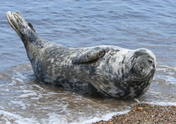 The Yorkshire Seal Group is lobbying for the Government to make it illegal to disturb seals while resting on UK coasts. Photo: JPI Media